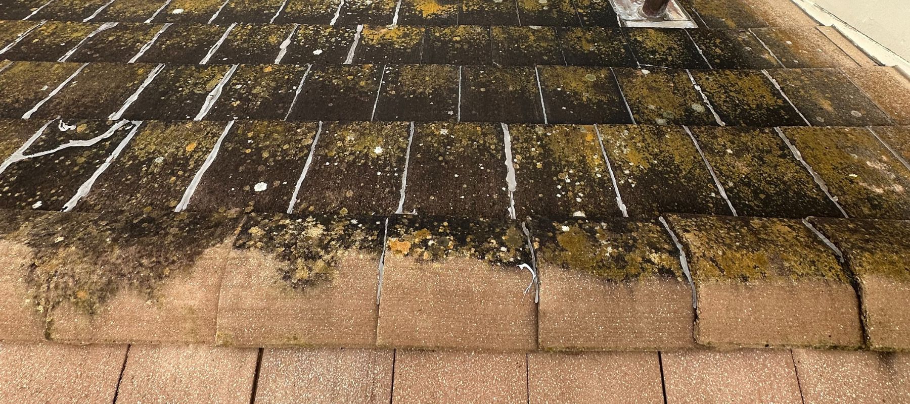 A close-up of roof shingles heavily stained with dark mold, mildew, and lichen before cleaning
